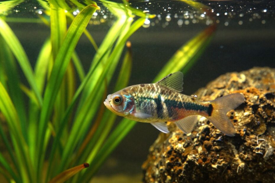 Ile żyje glonojad zbrojnik